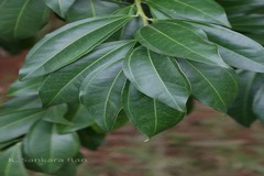 Cocculus laurifolius